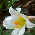 Lilium regale fleur